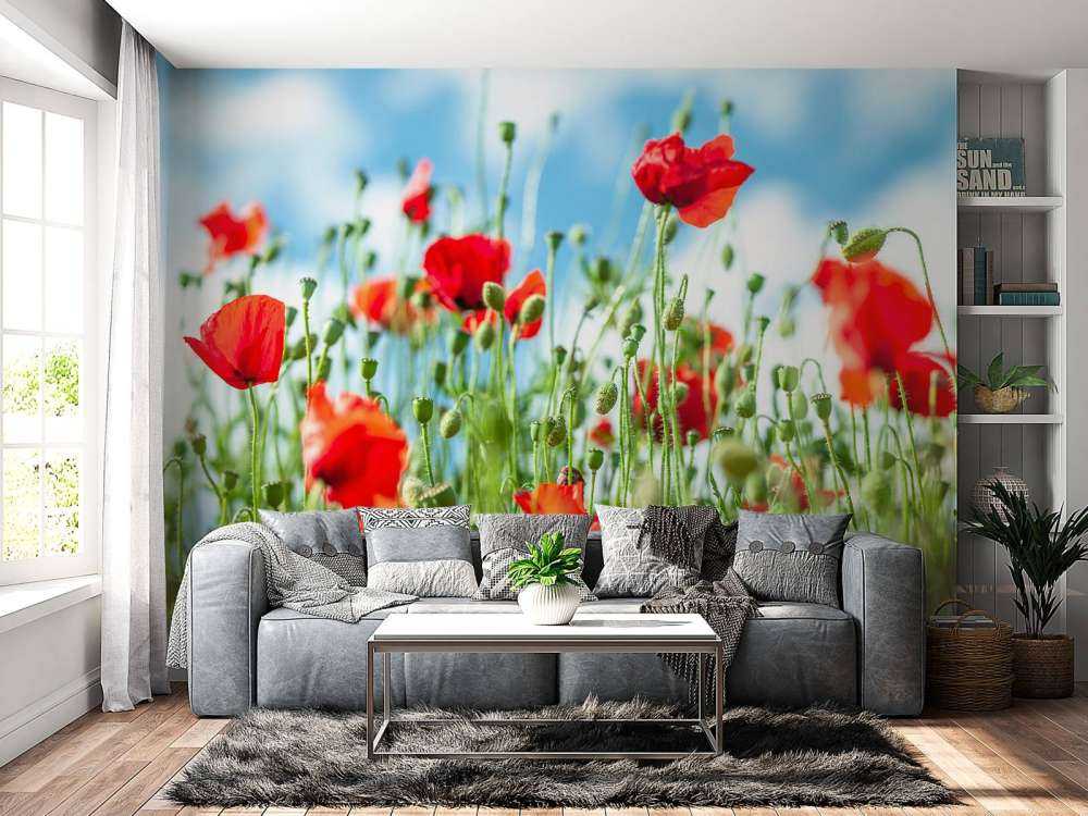 Champ avec des coquelicots