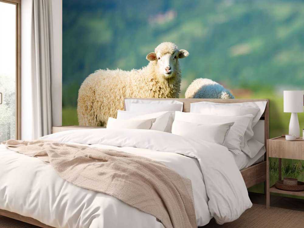 Deux moutons dans un pré