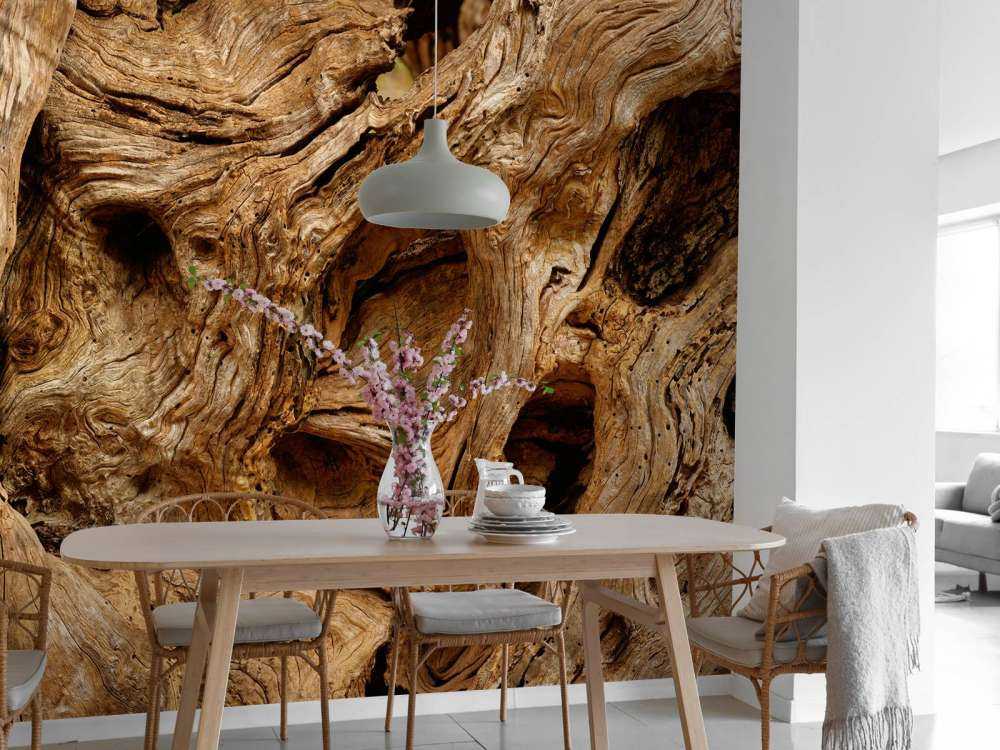 Gros plan sur un vieil arbre