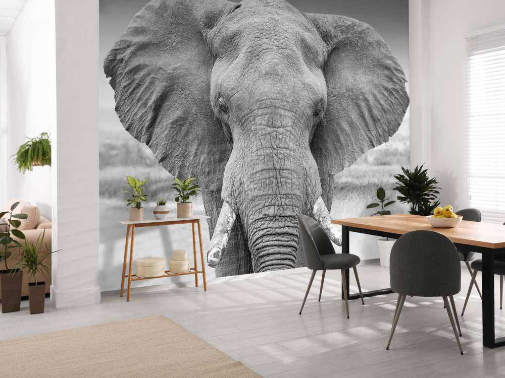 L'éléphant en noir et blanc