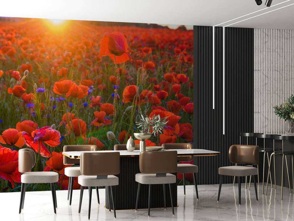 Des coquelicots au soleil levant