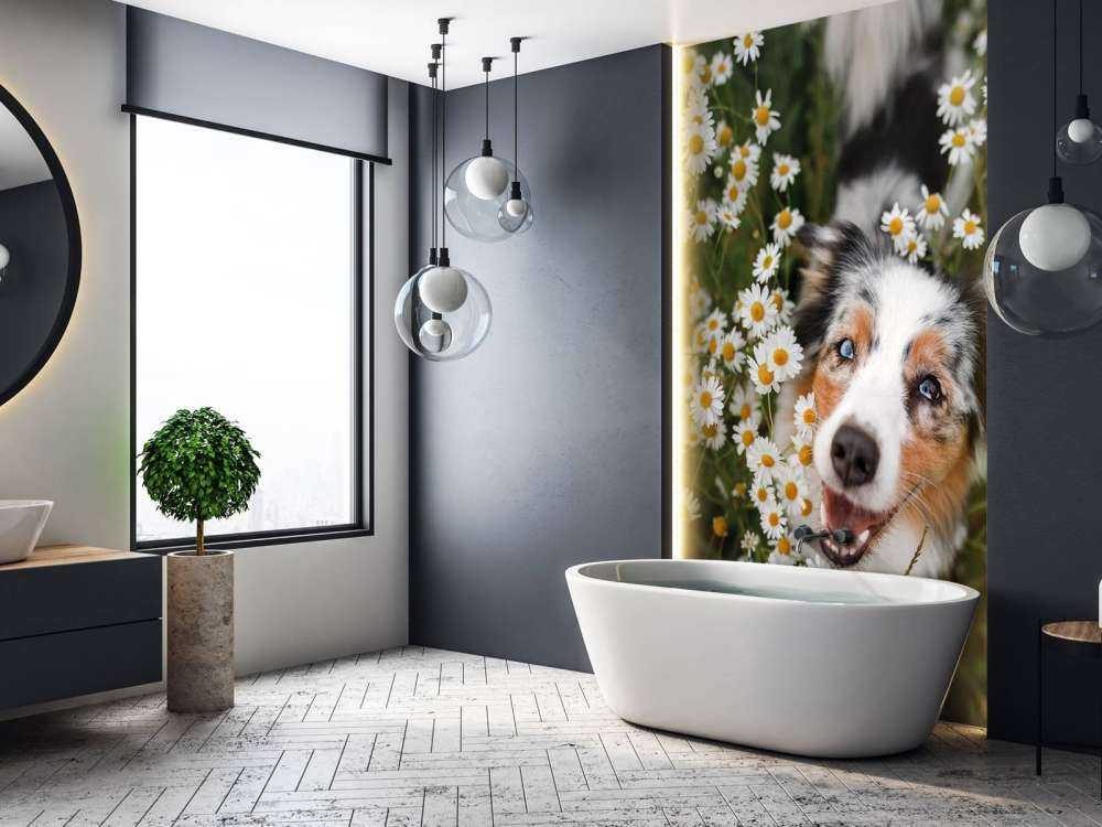 Un berger australien parmi les fleurs