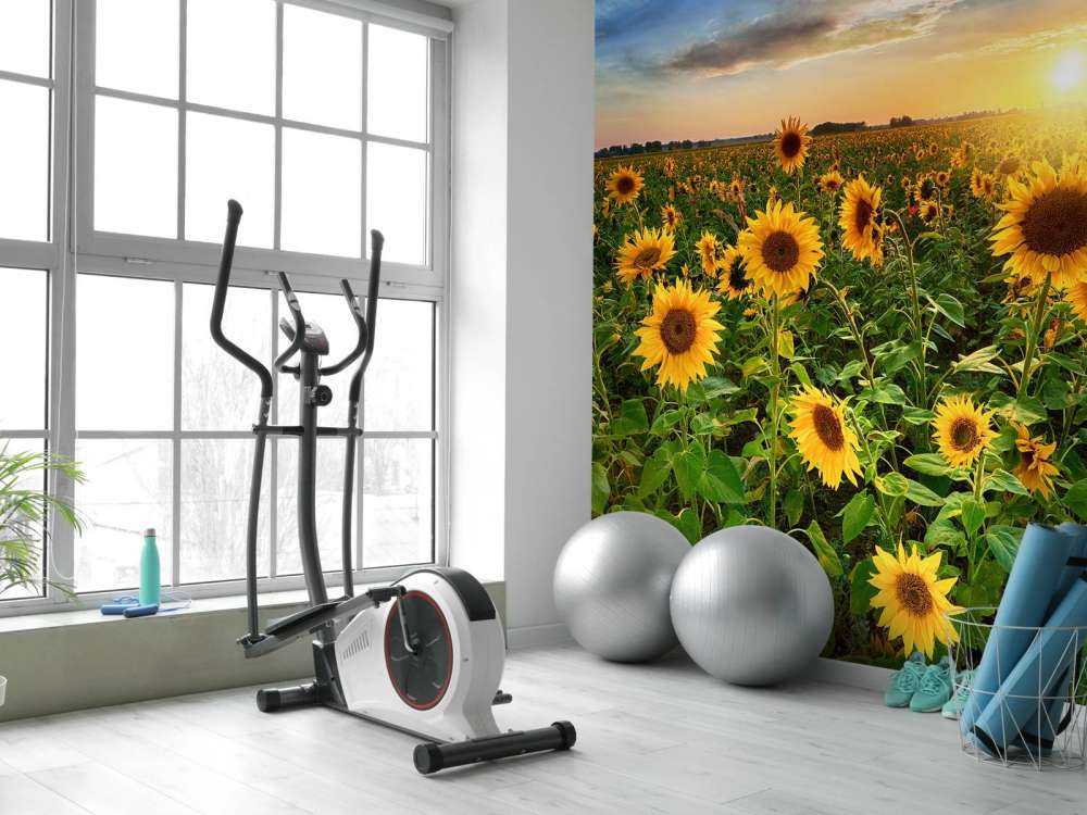 Un beau champ de tournesols