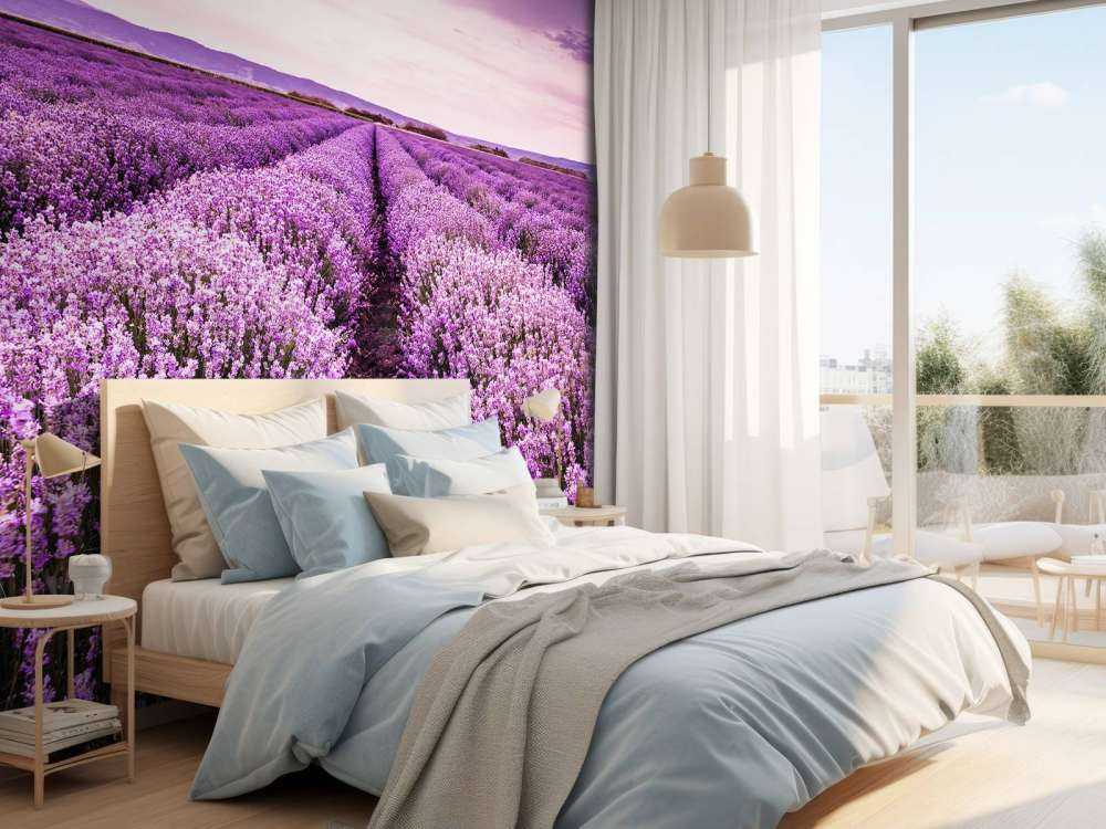 Les buissons de lavande