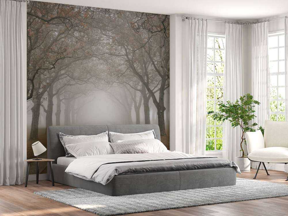 Route avec de vieux arbres