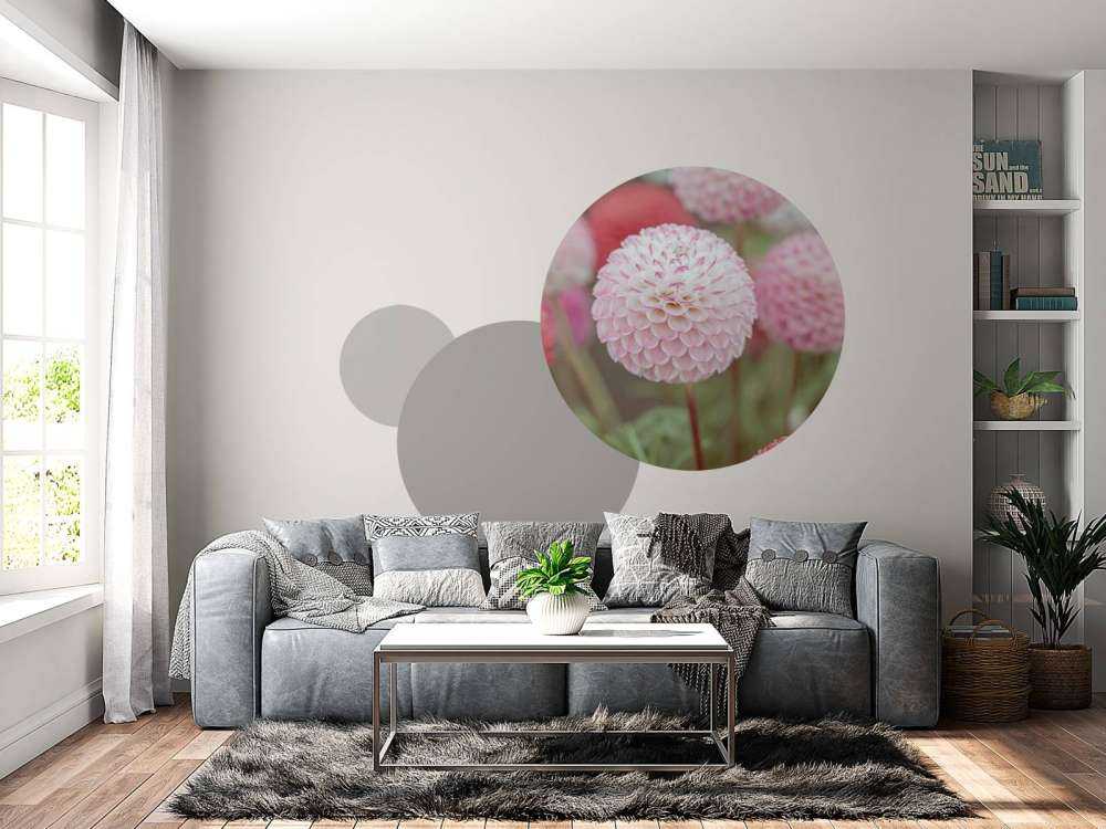 Fleurs de dahlia roses