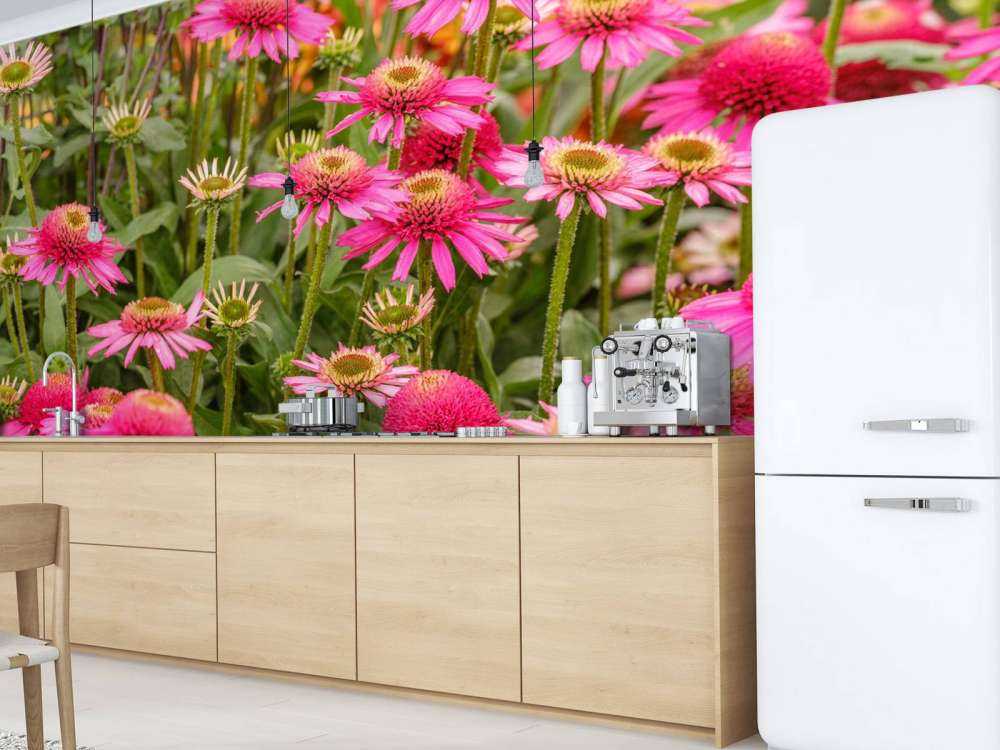 Les échinacées dans le jardin