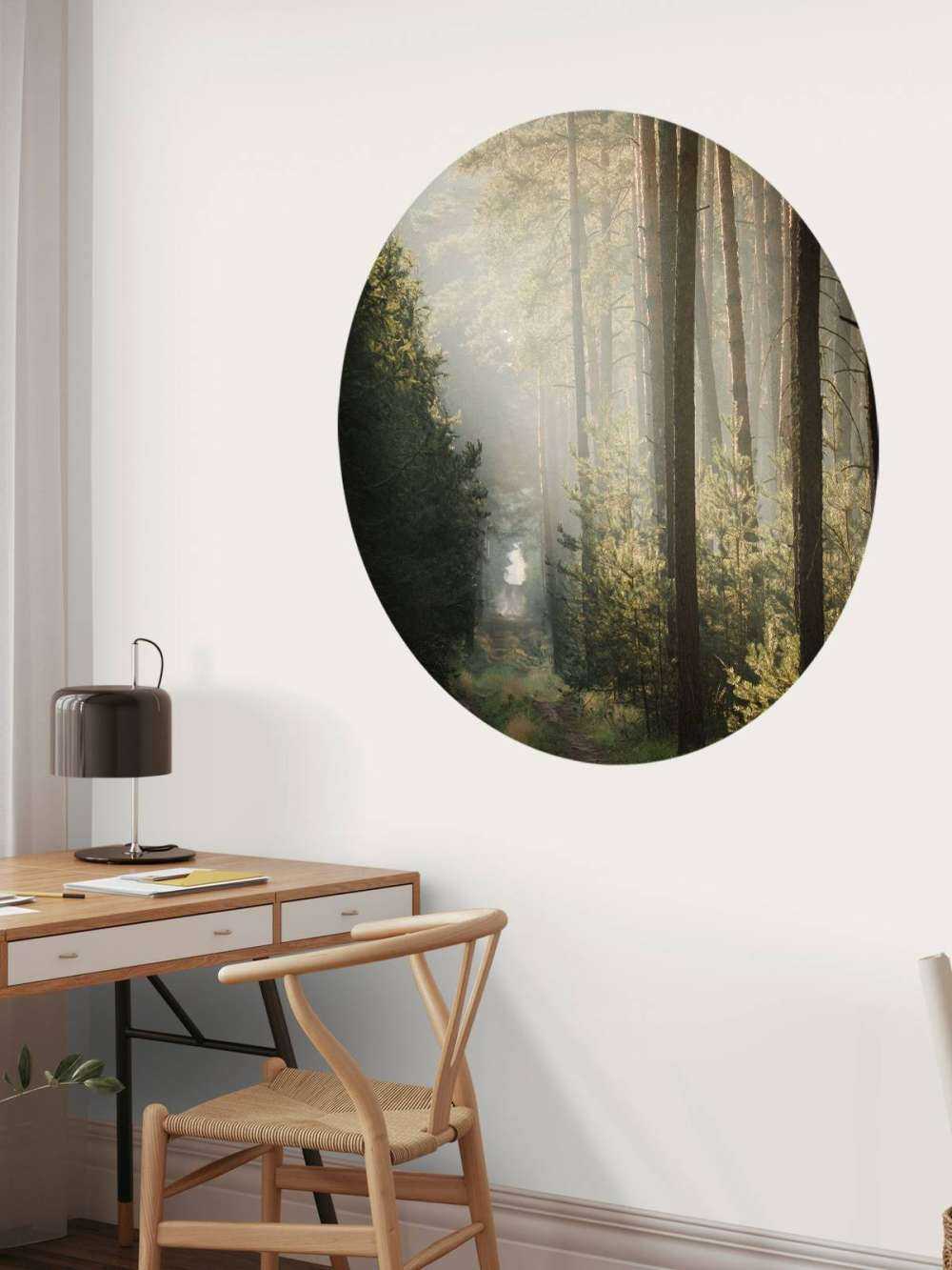 Jeu de lumière dans la forêt de pins