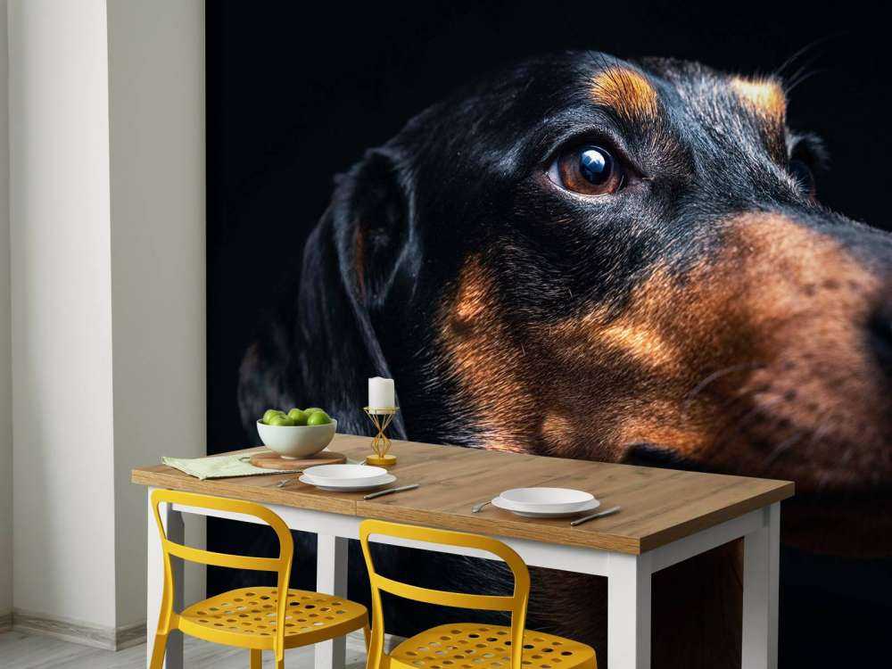 Portrait de fier teckel