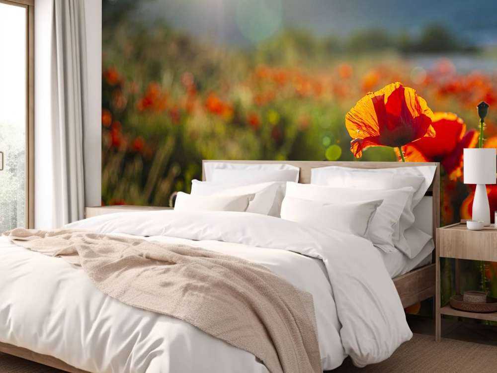 Coquelicots avec rayons de soleil