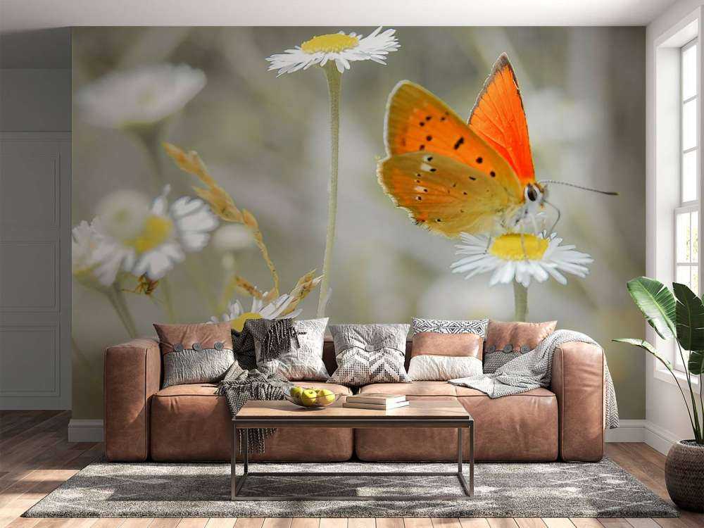 Marguerites&#x20;et&#x20;papillon&#x20;orange