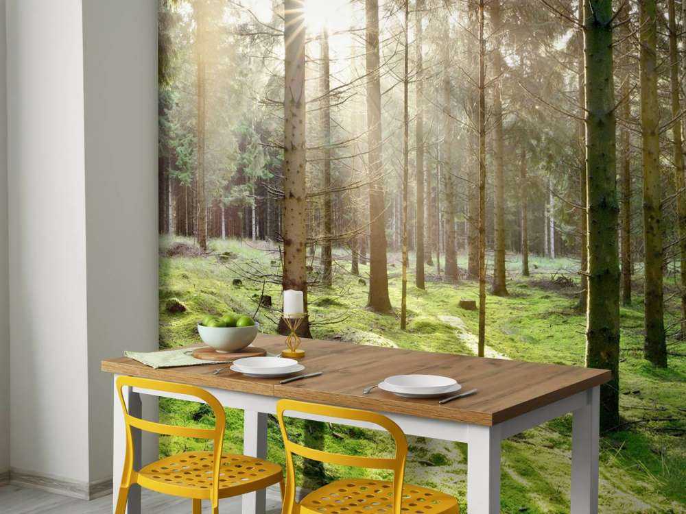 Forêt de conifères avec mousse