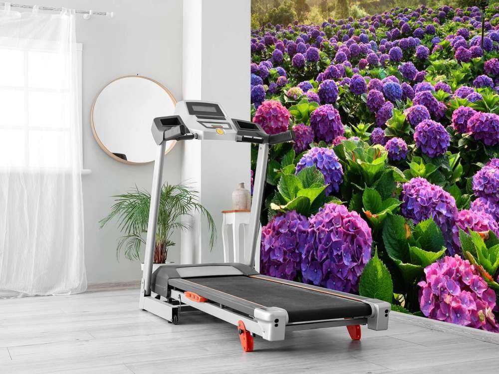 Hortensias dans un champ