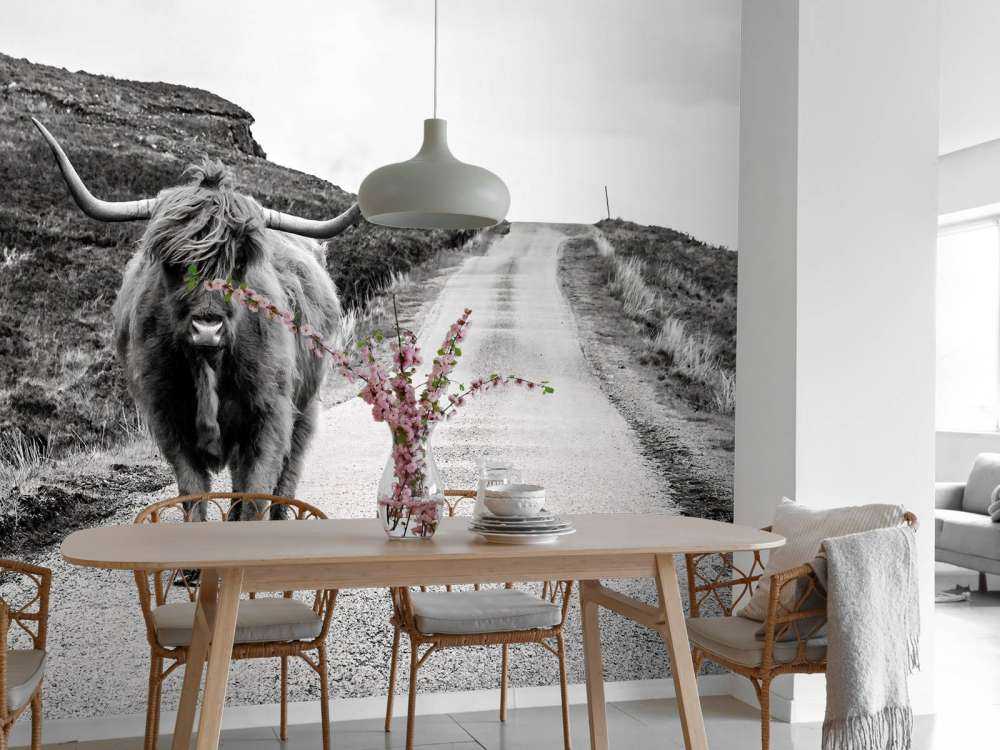 Le Highland écossais sur la route