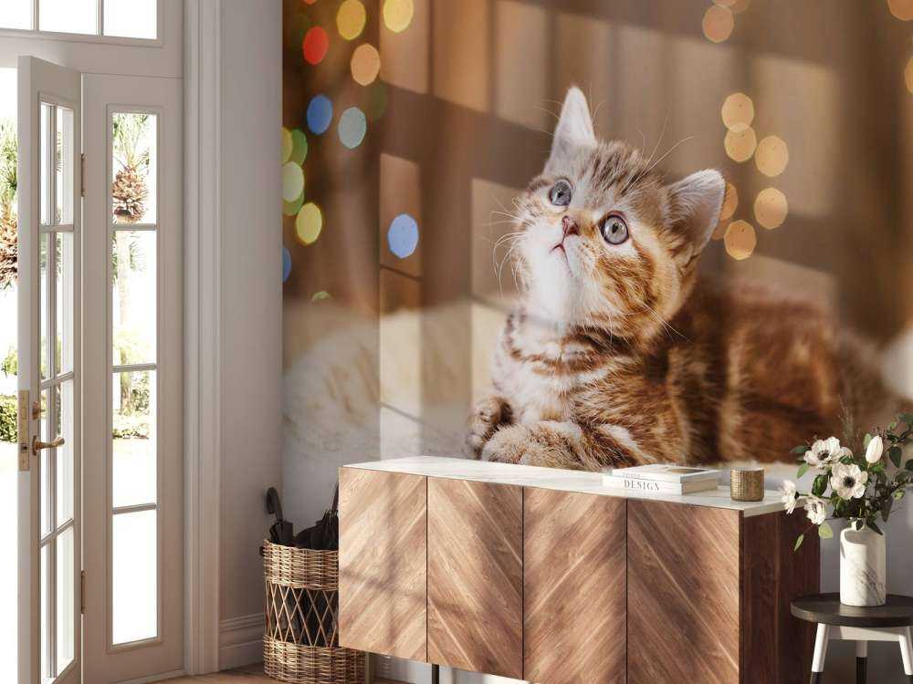 Une jolie chat
