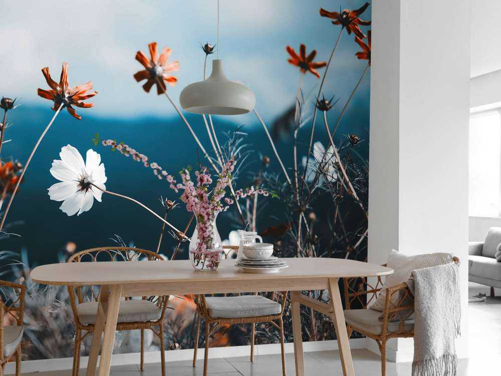 Le cosmos fleurit dans les champs