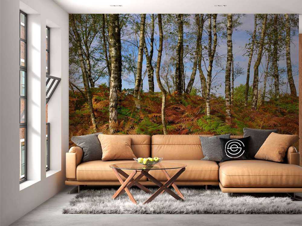 Bouleaux avec fougères colorées