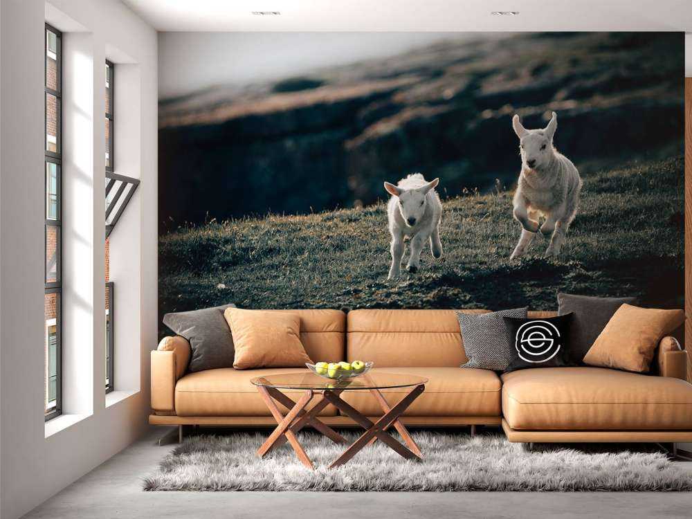 Agneaux en train de jouer