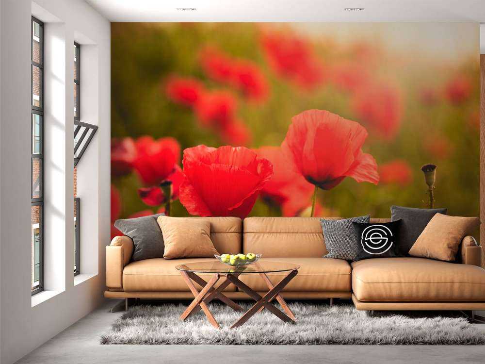 Coquelicots au lever du soleil