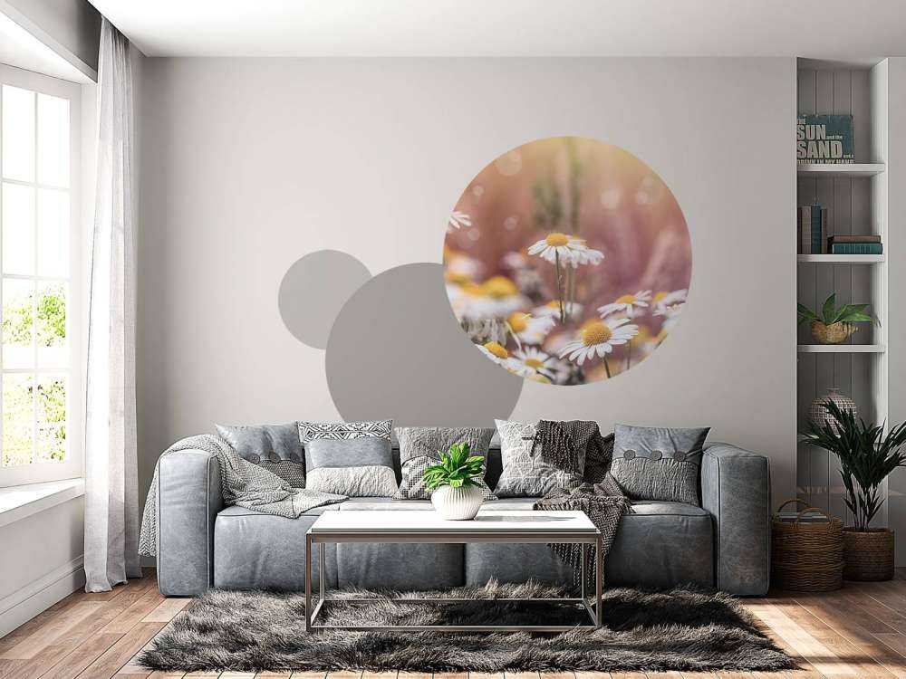 Champ de marguerites