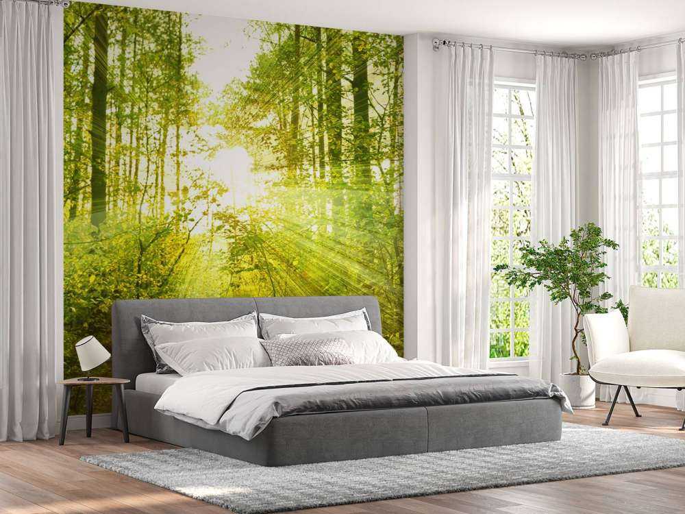 Soleil dans une forêt verdoyante