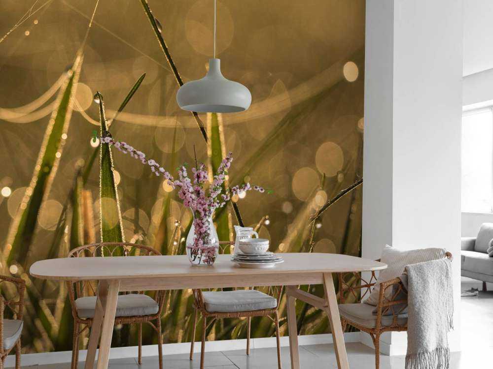 Herbe du matin brillante