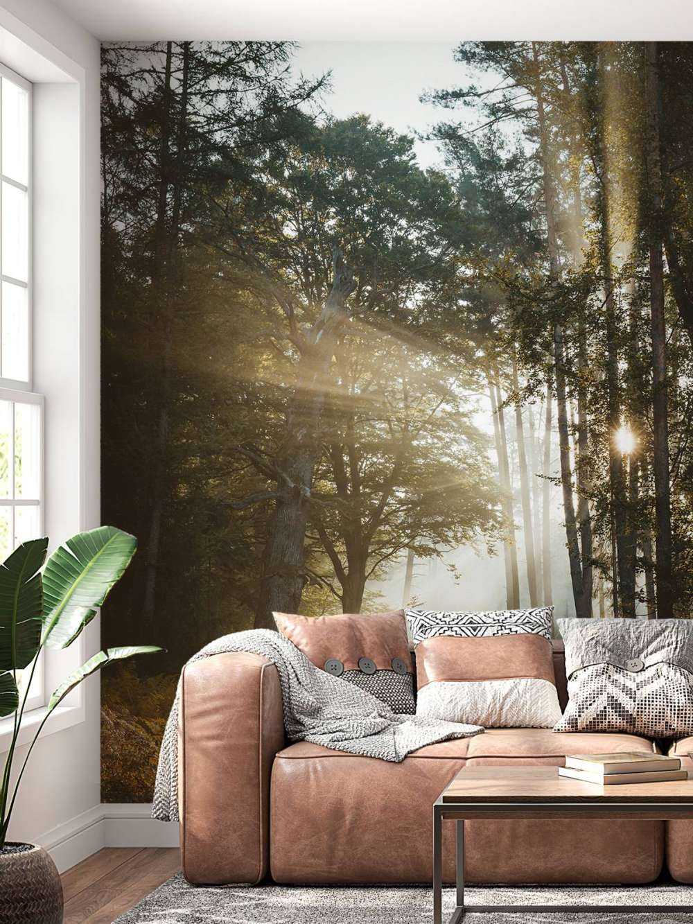 Lumière du matin éclatante à travers la forêt