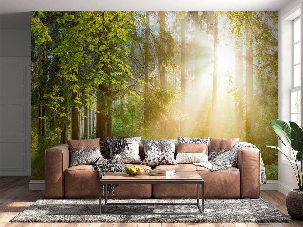 Paysage forestier au lever du soleil