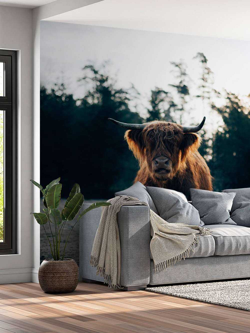 Highlander écossais dans le soleil du matin