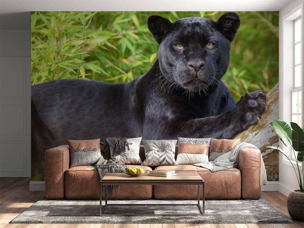 Panthère noire sur un arbre