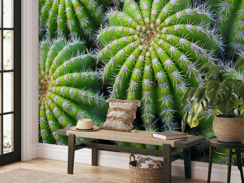 Cacti