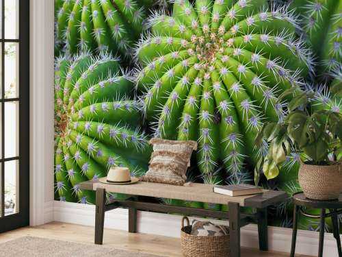 Cacti
