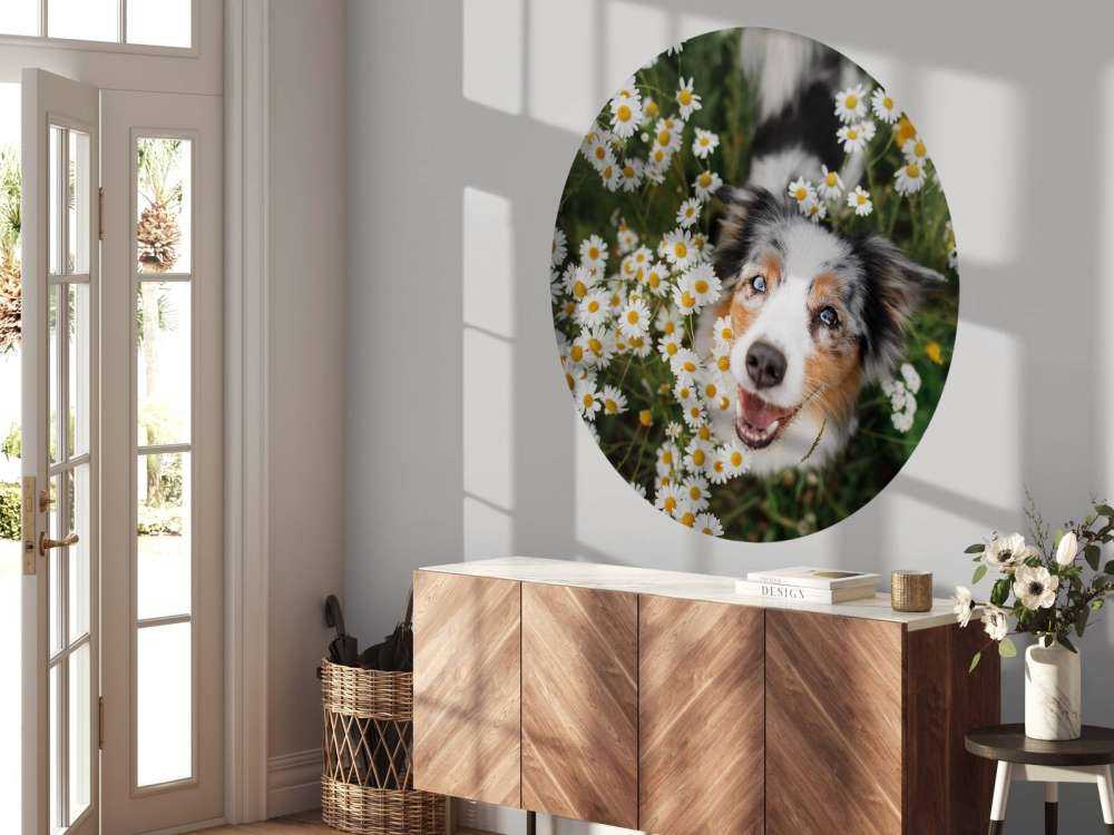 Un berger australien parmi les fleurs