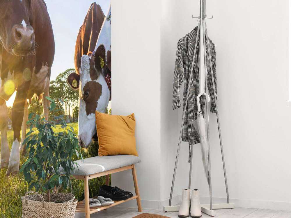 Fond d'écran des vaches