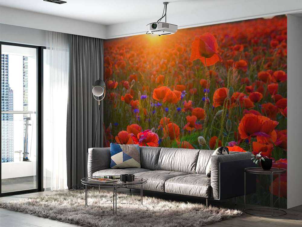 Des coquelicots au soleil levant