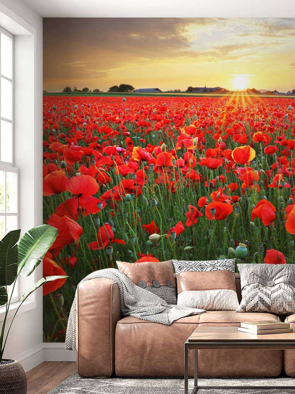 Les coquelicots au coucher du soleil
