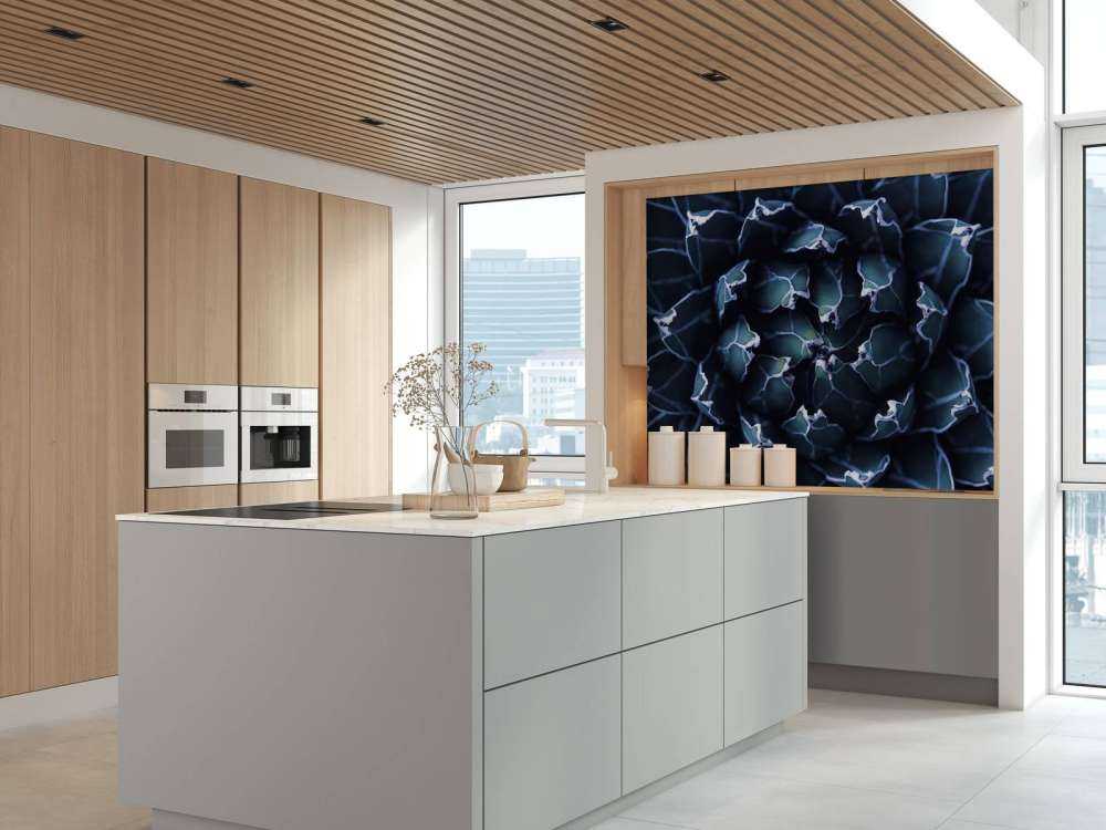 Succulent bleu foncé