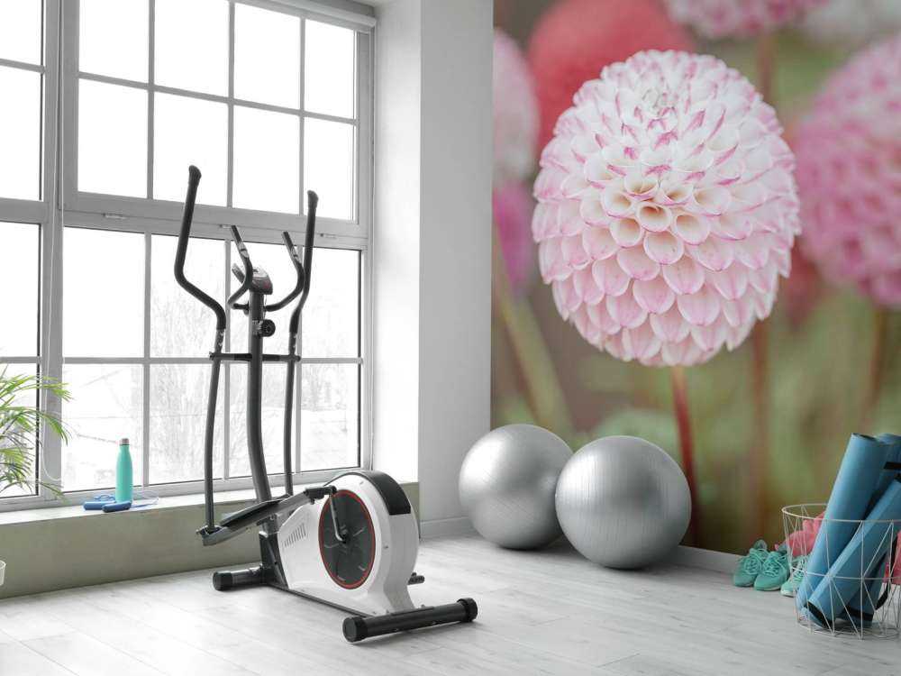 Fleurs de dahlia roses