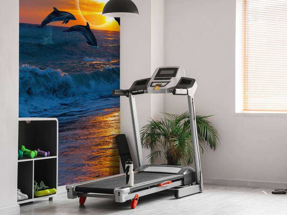 Dauphins au coucher du soleil