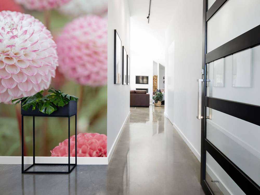 Fleurs de dahlia roses