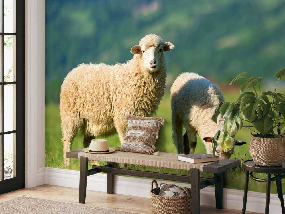 Deux moutons dans un pré