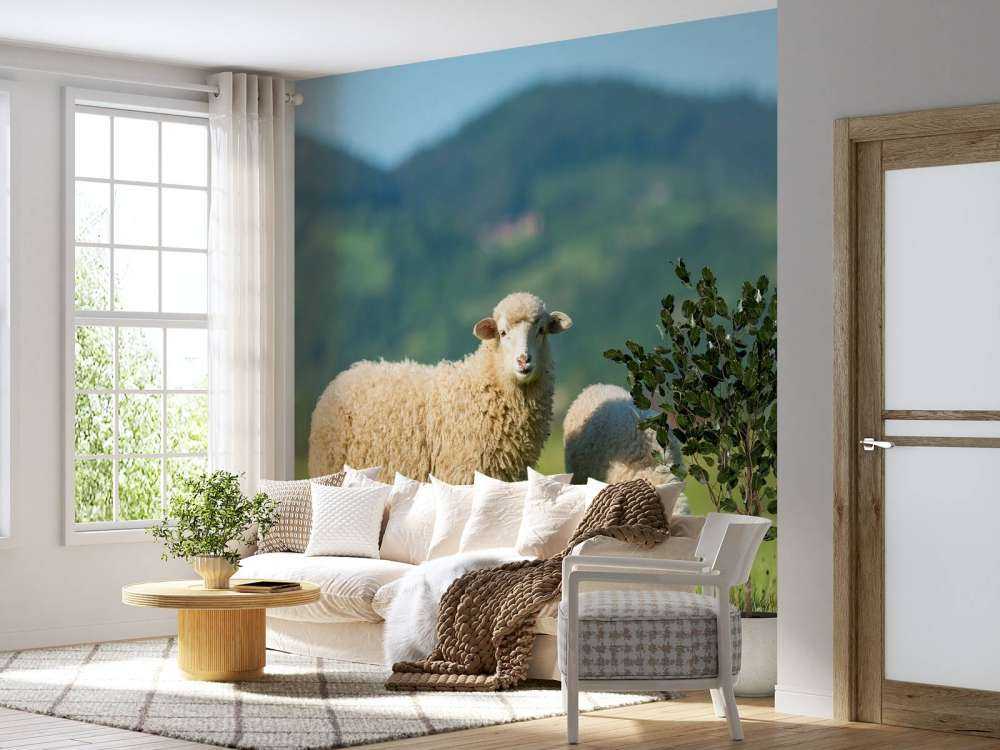 Deux moutons dans un pré