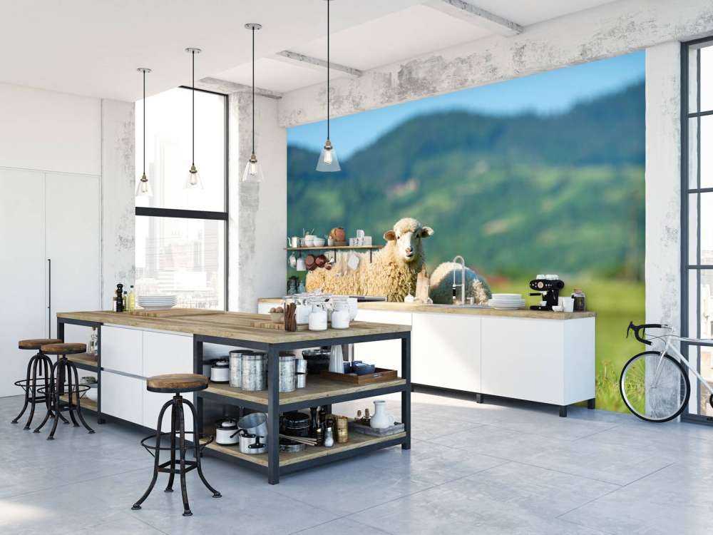 Deux moutons dans un pré