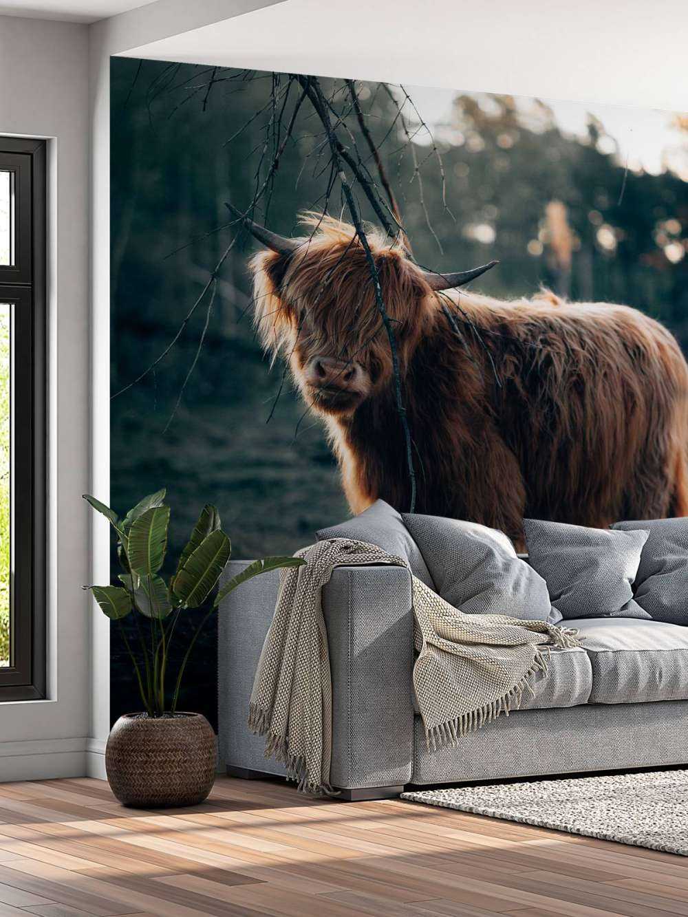 Highlander écossais à l'orée des bois