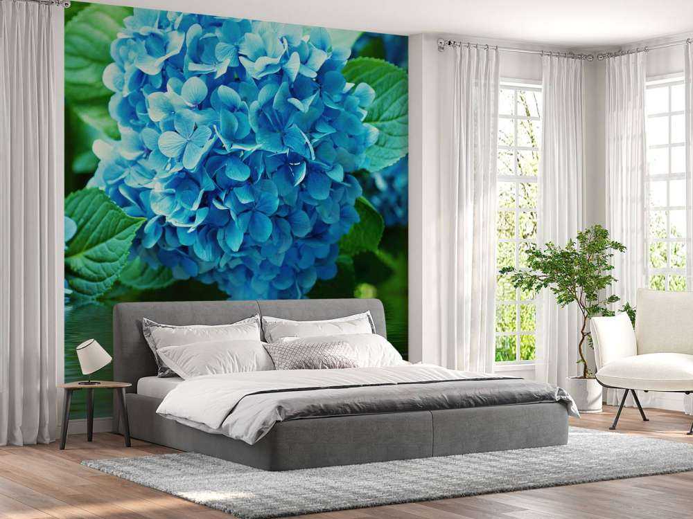 Hortensia dans l'eau