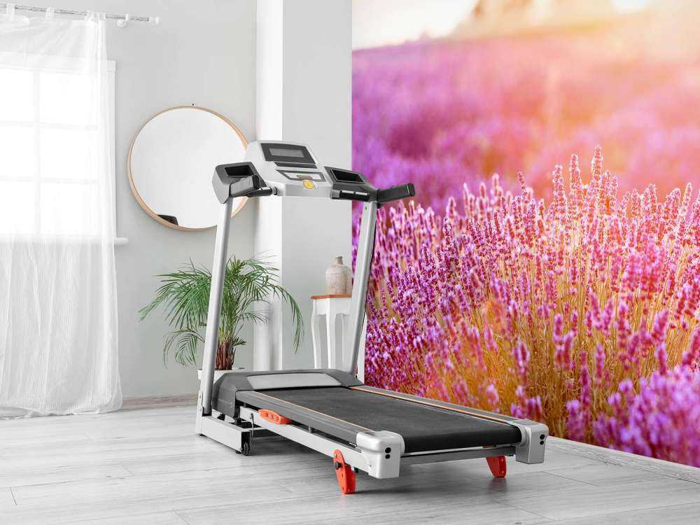 Gros plan sur des fleurs de lavande