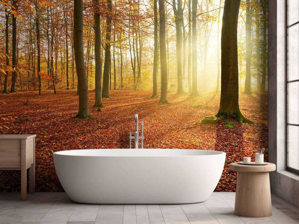 Matin d'automne dans la forêt