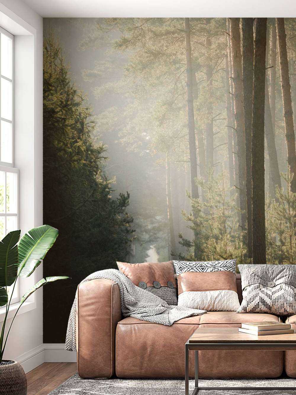 Jeu de lumière dans la forêt de pins