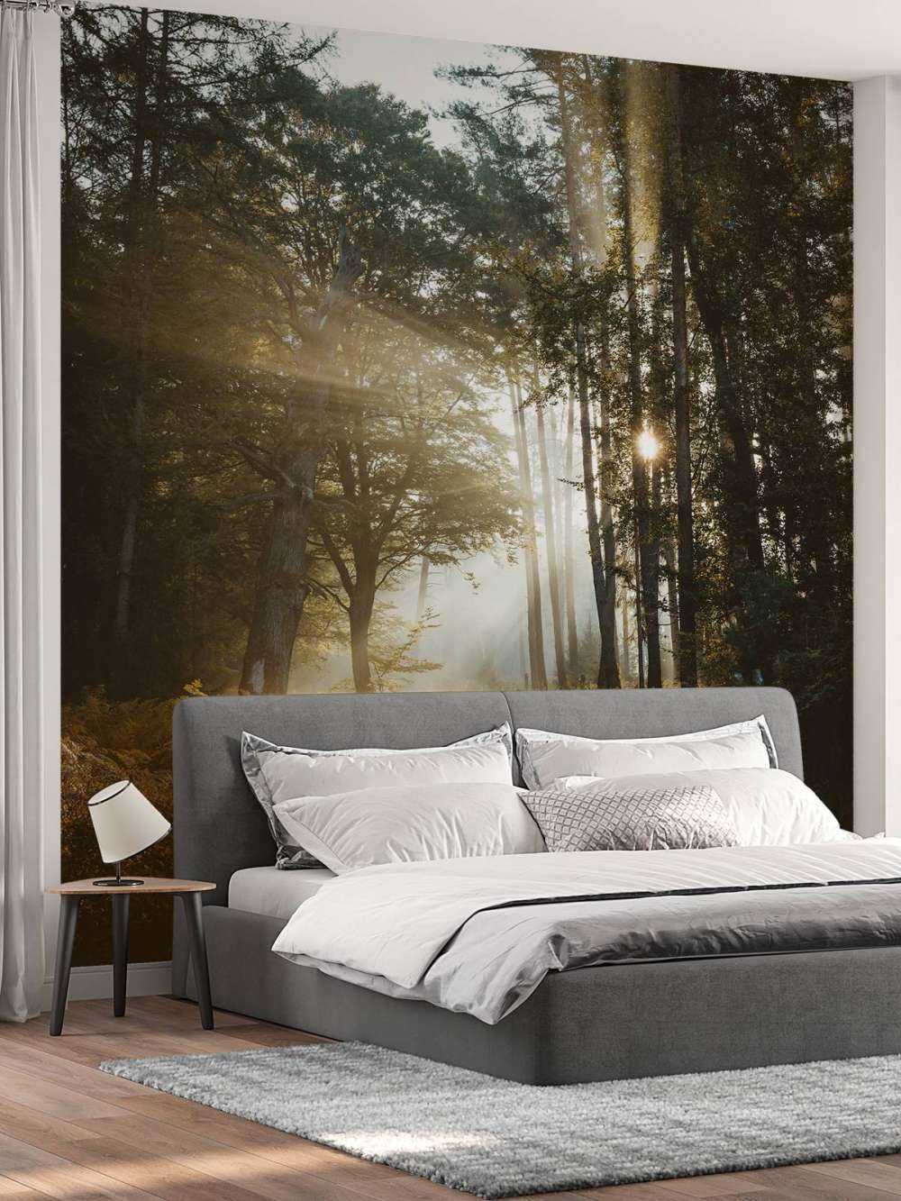 Lumière du matin éclatante à travers la forêt