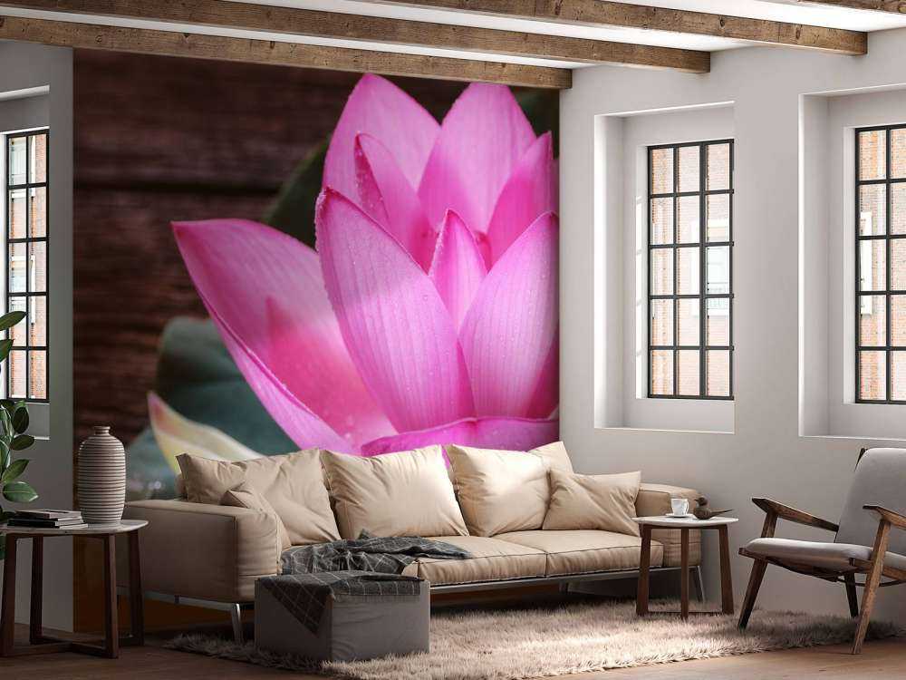 Gros plan sur le lotus rose